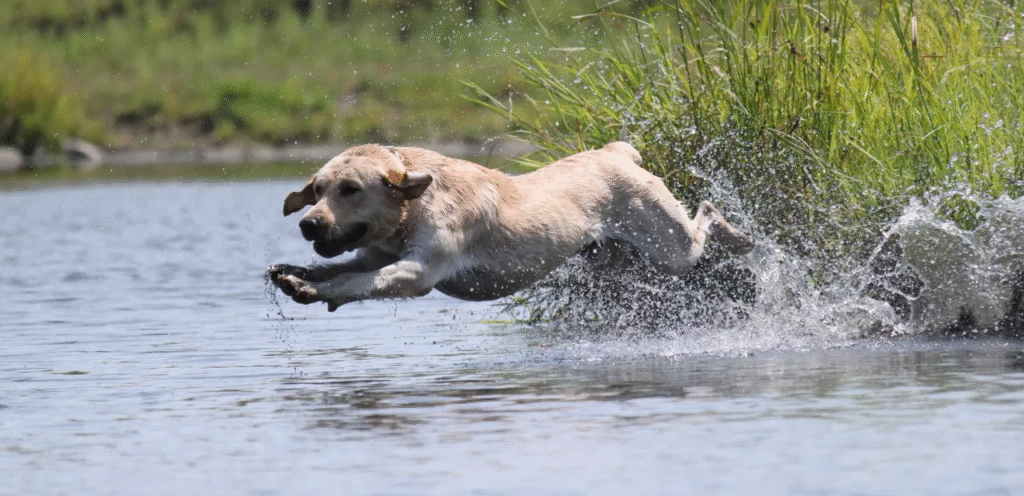 American Field Labrador Retriever | The Athletic Dog Breed 1 image 2