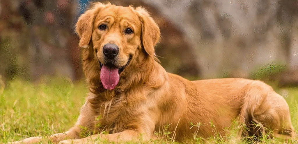 Canadian Golden Retriever | The Smart Dog Breed 1 image 21