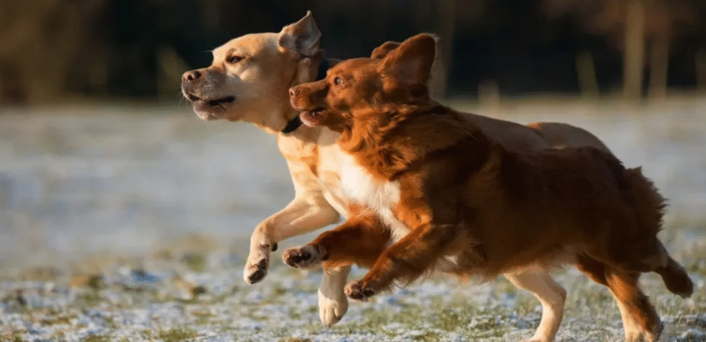 Field Golden Retriever | The Agile & Modern Dog Breed 1 image 22