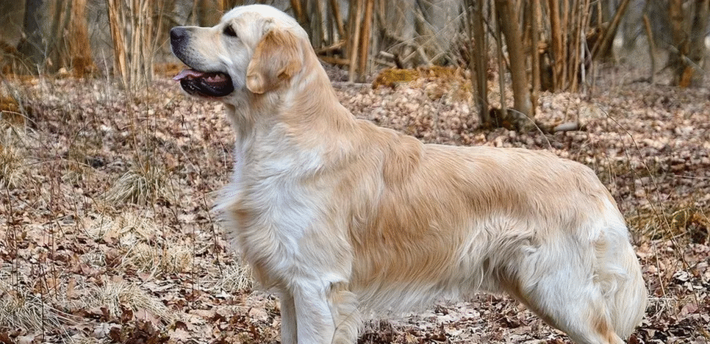 Show Line Golden Retriever | The Refined Dog Breed 1 image 23