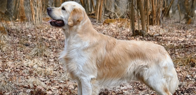 Show Line Golden Retriever | The Refined Dog Breed 9 Show Line Golden Retriever