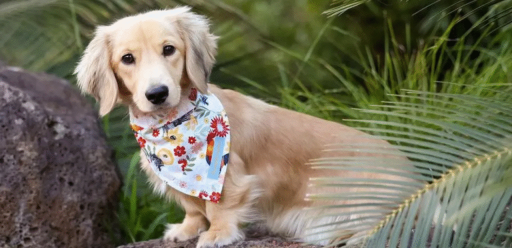 Miniature Golden Retriever | The Cuddly Dog Breed 1 image 24