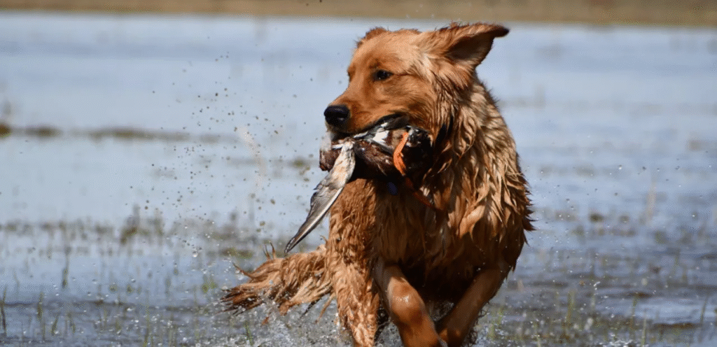 American Field Golden Retriever | The Agile Dog Breed 1 image 25