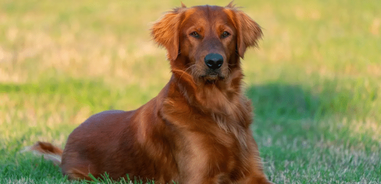 Red Golden Retriever | The Vibrant & Loyal Dog Breed 3 Red Golden Retriever