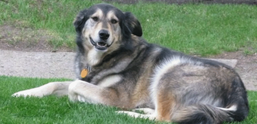 Alaskan Golden Retriever | The Brave & Faithful Dog Breed 1 image 28