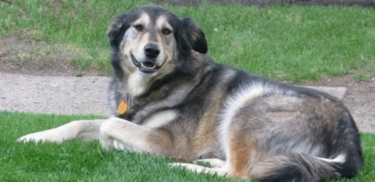 Alaskan Golden Retriever | The Brave & Faithful Dog Breed 4 Alaskan Golden Retriever