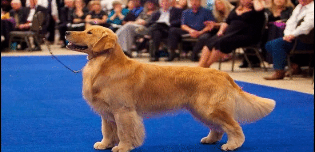 American Show Golden Retriever | The Stylish Dog Breed 1 image 29