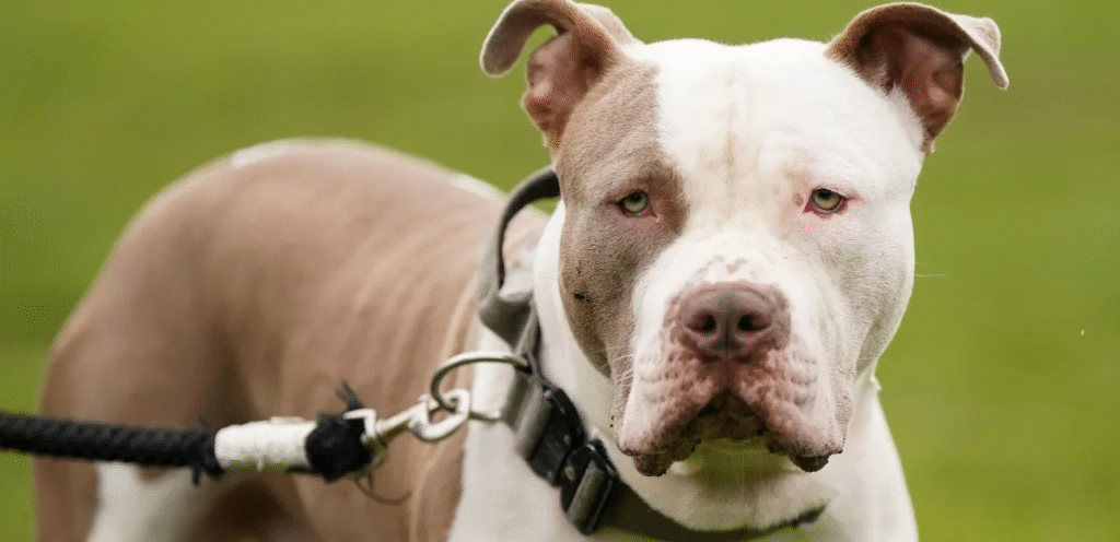Bully Bulldog | The Compact & Courageous Dog Breed 1 image 32
