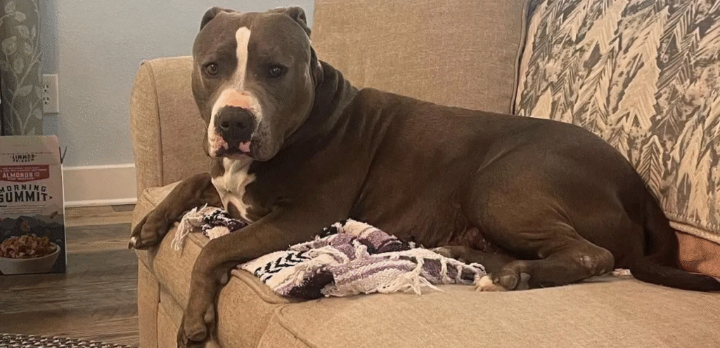 Bullypit Bulldog | The Strong & Fearless Dog Breed 1 image 33