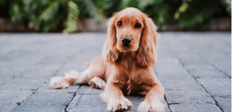 Sable Cocker Spaniel | The Dashing & Calm Dog Breed 3 Sable Cocker Spaniel