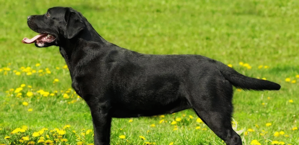 English Labrador Retriever | The Classic Dog Breed 1 image 4