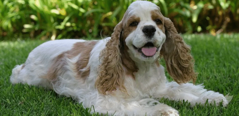 Parti-colored Cocker Spaniel | The Eye-Catching Dog Breed 4 Parti-colored Cocker Spaniel