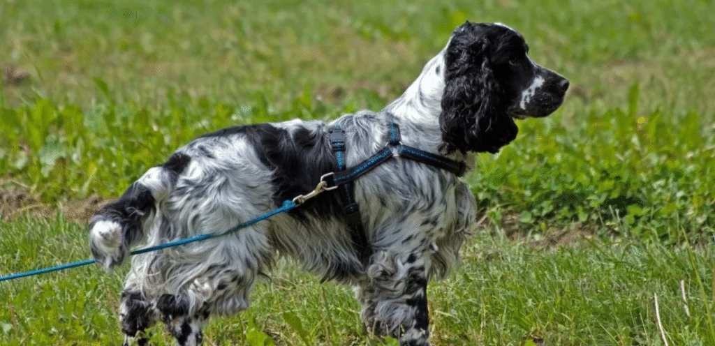 Roan Cocker Spaniel | The Unique & Energetic Dog Breed 1 image 43