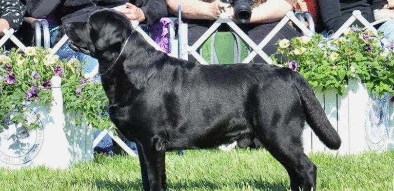Show Line Labrador Retriever | The Perfect Family Dog Breed 8 Show Line Labrador Retriever | The Perfect Family Dog Breed