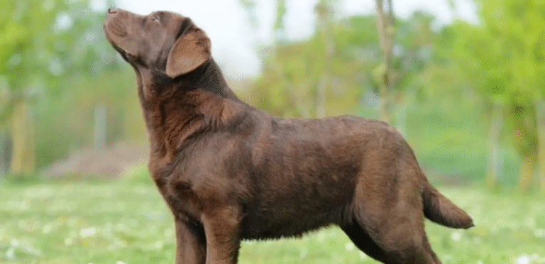 Chocolate Labrador Retriever | The Devoted & Lively Dog Breed 3 Chocolate Labrador Retriever